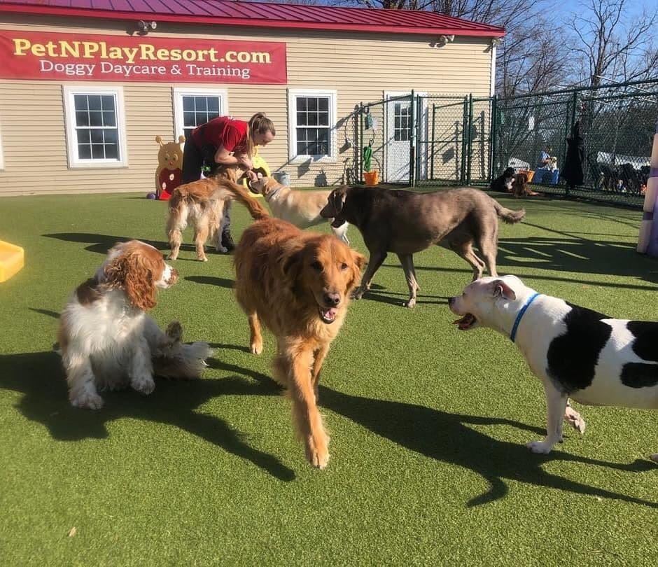 several dogs playing in a park