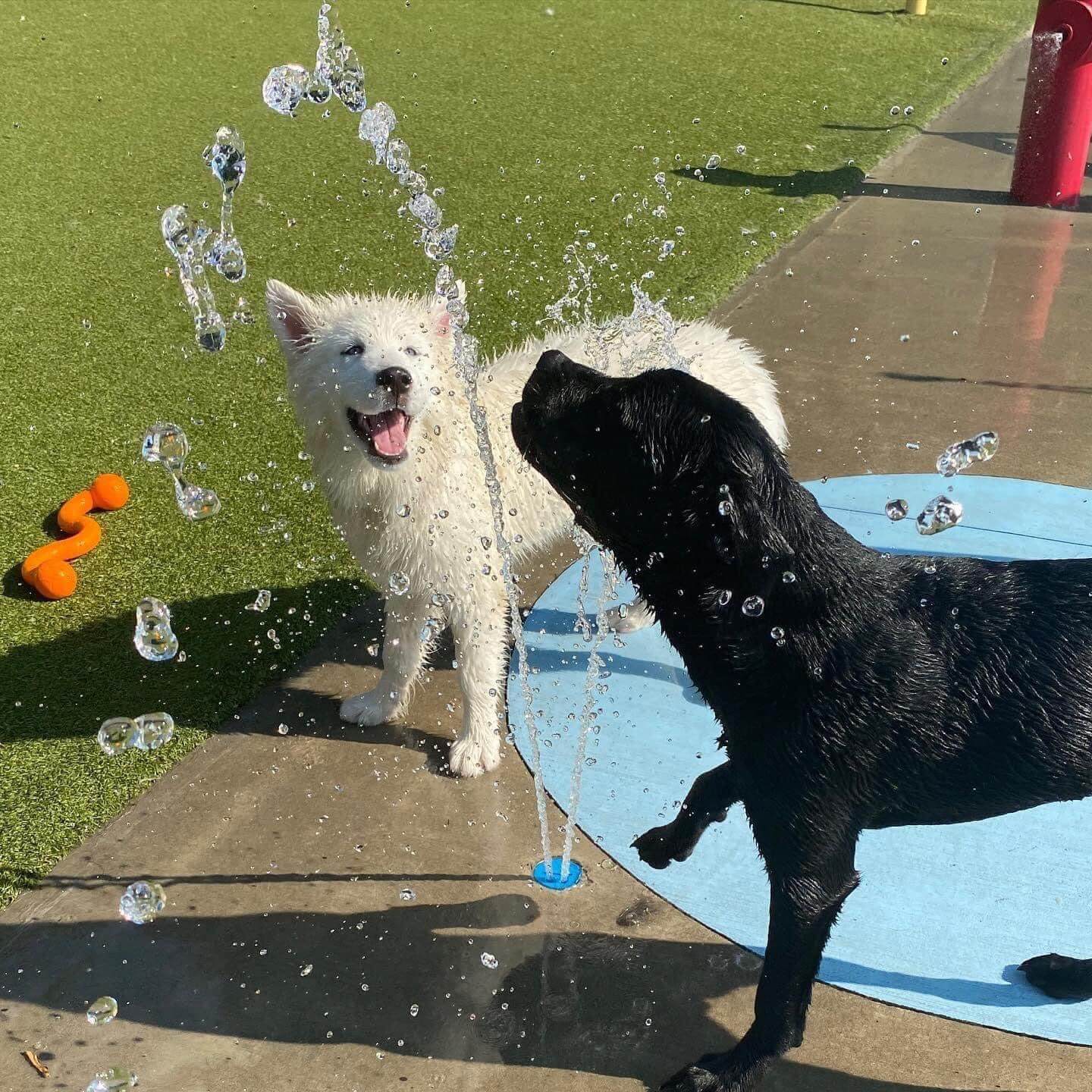 two dogs playing in water