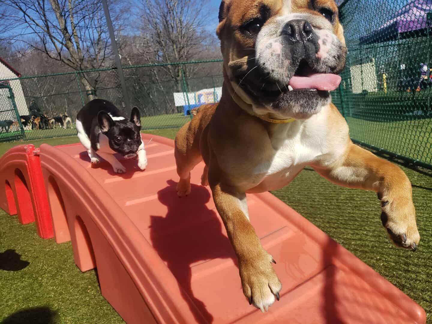 two dogs on a slide