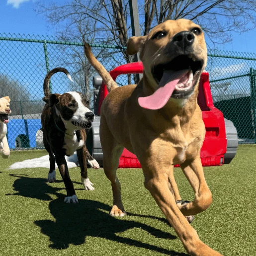 Doggy Daycare