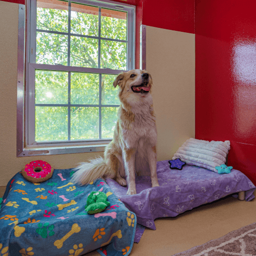 Dog Accommodations