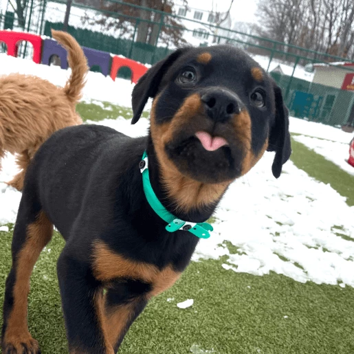 Puppy Services