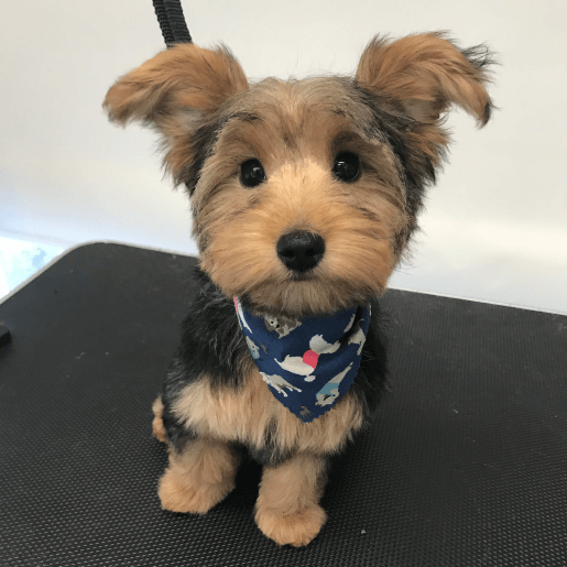 puppy