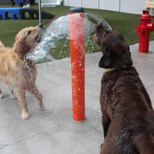 waterpark dogs